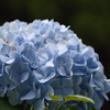 8月の紫陽花　Ⅱ