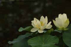 蓮花
