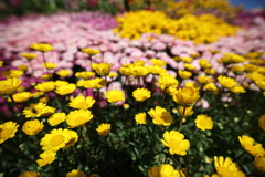 花壇