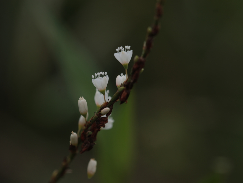 白花桜蓼