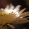 菊
