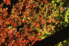 紅葉ステンドグラス