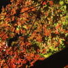 紅葉ステンドグラス
