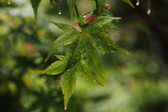 濡れ紅葉