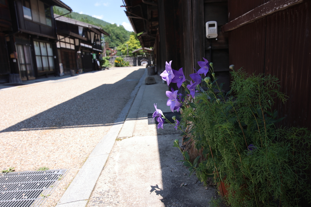 宿場の花