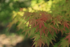 秋はまだ