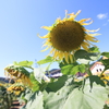夏空に