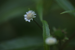 小さな花