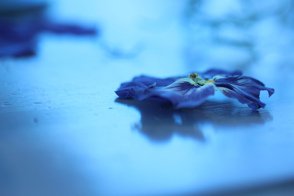 ひとひらの花