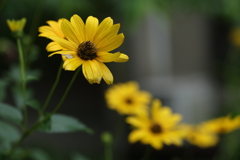 黄色い花