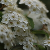 5月の花
