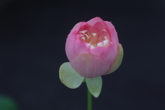 蕊