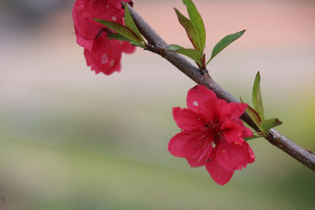 深紅の花