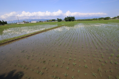 初夏の田園風景