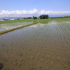 初夏の田園風景