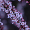 小さな花