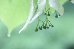 菩提樹