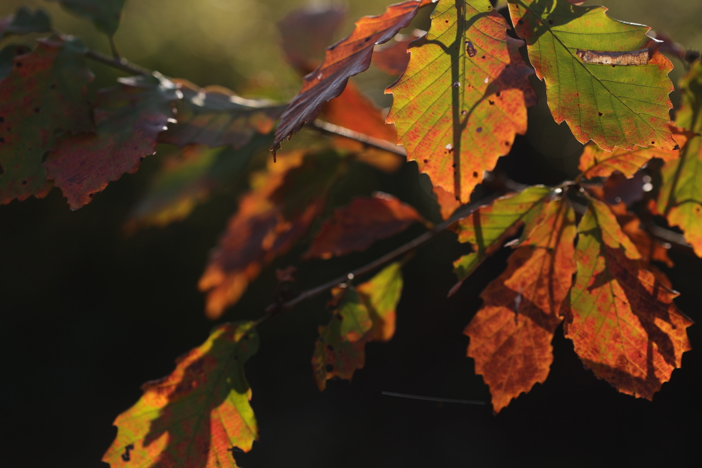 冬の陽に透かされて