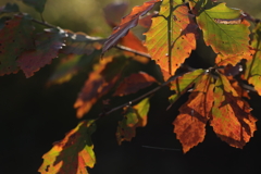 冬の陽に透かされて