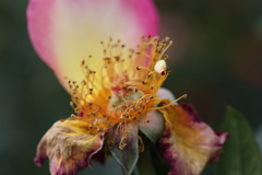 朽ちかけた薔薇