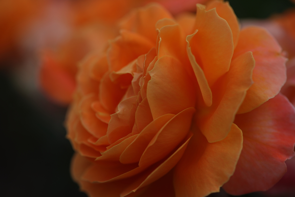 バラ（オレンジ）