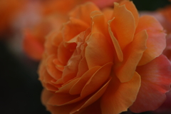 バラ（オレンジ）