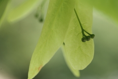 もうすぐ開花　～菩提樹