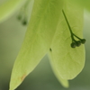 もうすぐ開花　～菩提樹