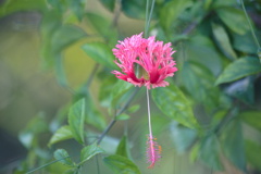 Spider hibiscus