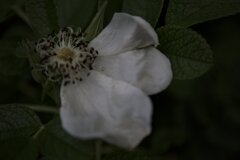 悲しくそして美しく　花言葉
