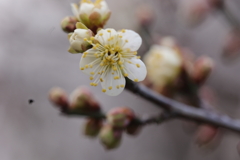 梅