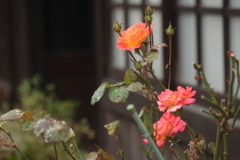 冬のバラ