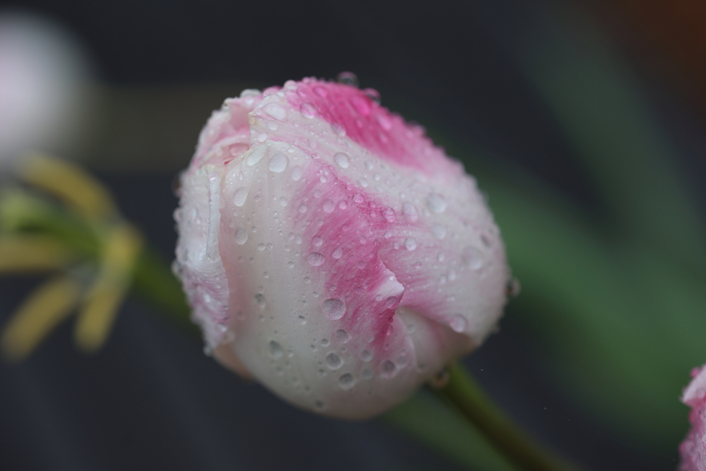 濡れた蕾