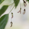 花の終わり