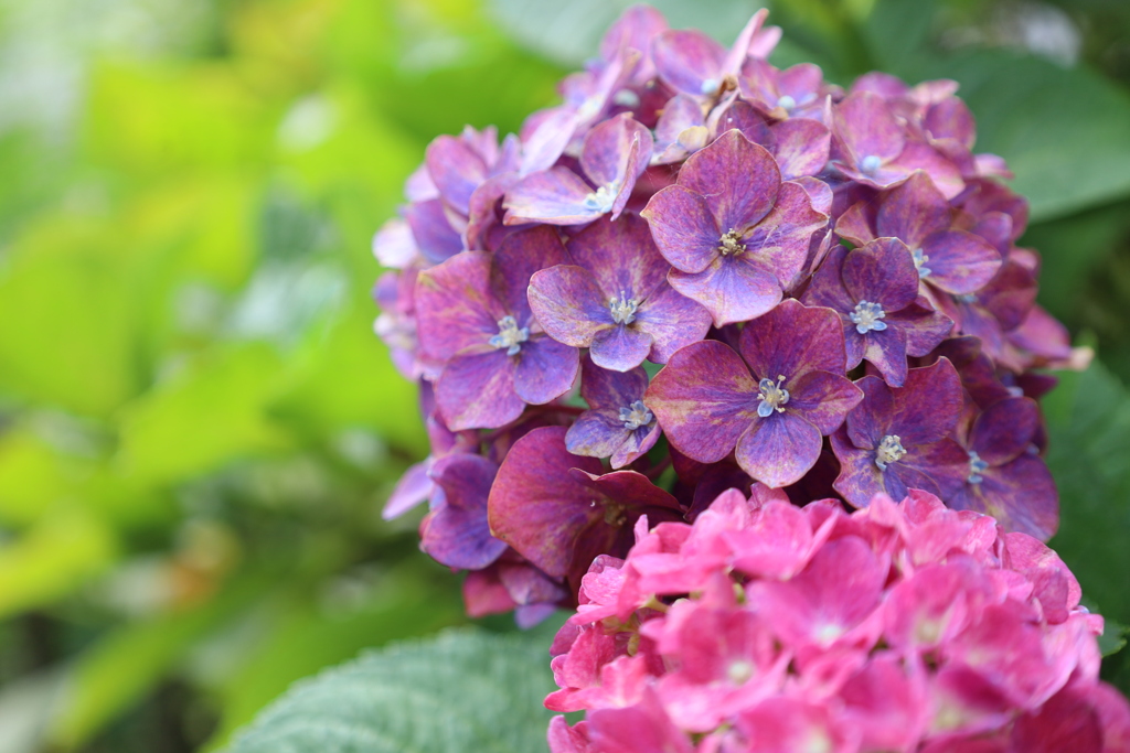 紫陽花のほんとうの花