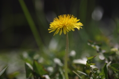 dandelion