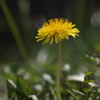 dandelion