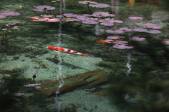 モネの池　Ⅰ