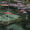 モネの池　Ⅰ