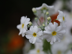 乙女桜