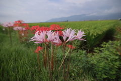 あぜ道に咲く彼岸花