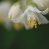 蕊