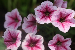 夏の花咲く