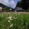 奥伊吹 花咲く野