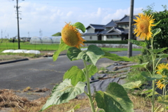 夏の朝