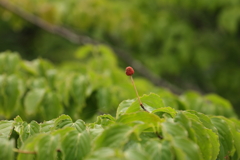 紅一点