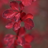 紅く