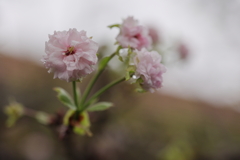 sakura