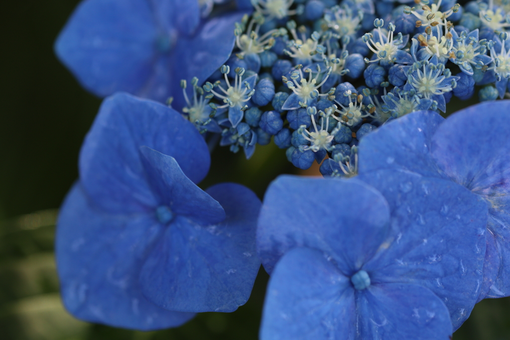 小さな花たちのダンスパーティ