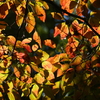 紅葉パレット